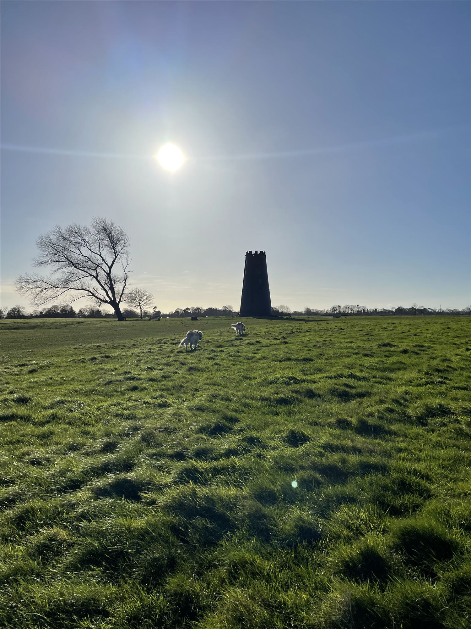 Beverley Westwood showing the large open green area with two dogs in the distance and a black mill on the horizon
