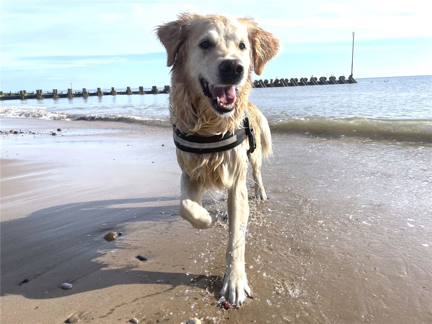 Click for pet friendly properties