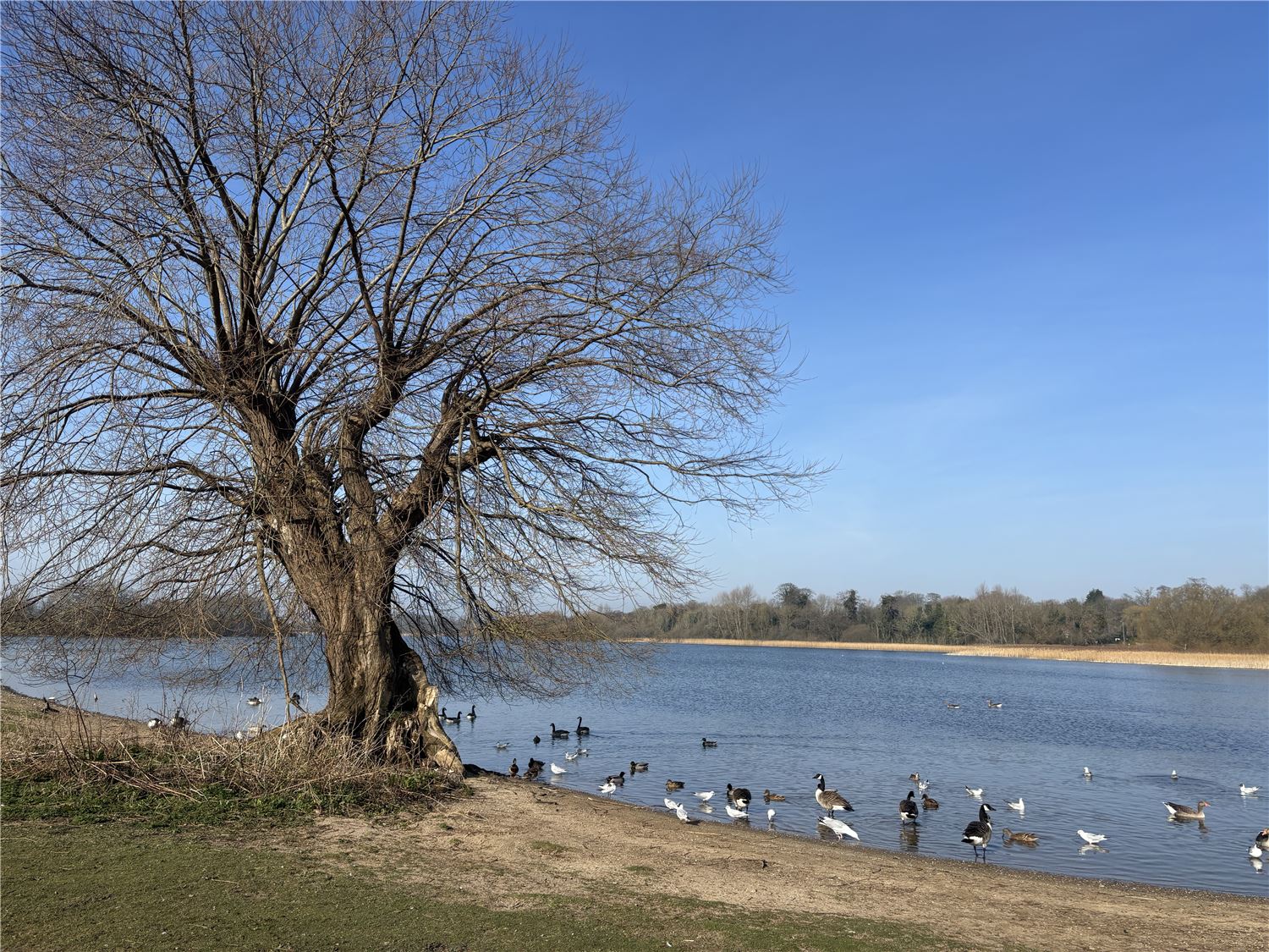 Hornsea mere showing the water and ducks in the sunshine 