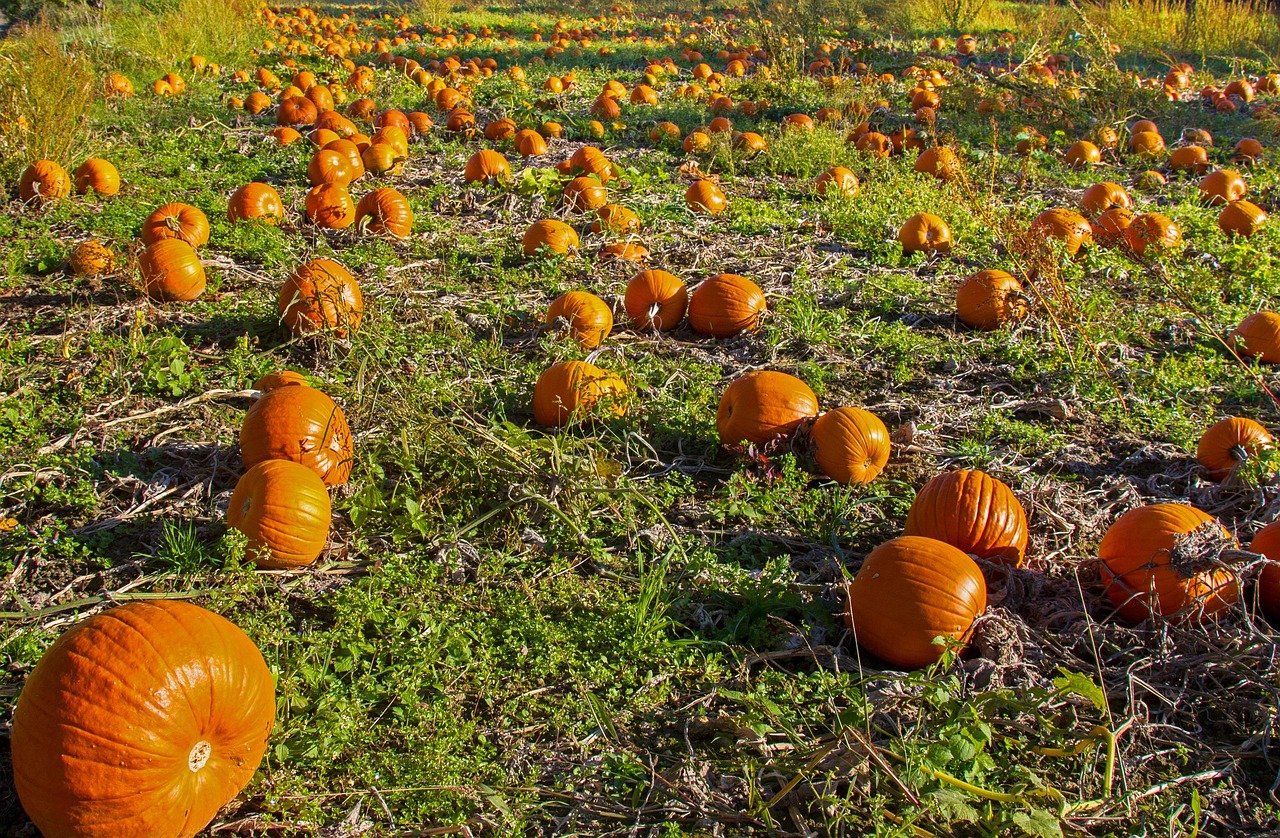 Orange pumpkins ready for picking in a green field
